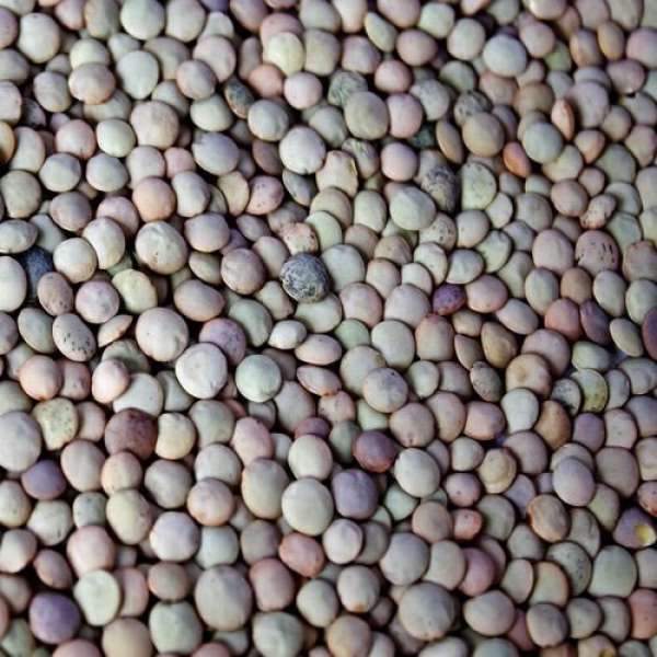 Lentilha Castelhana, 25 kg